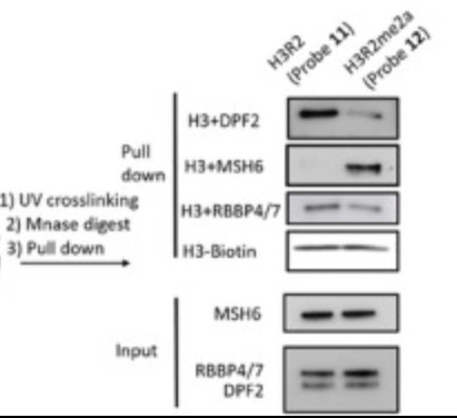 Western blot analysis of interacting protein enriched by H3R2 (probe 11)-H3R2me2a (probe 12).jpg